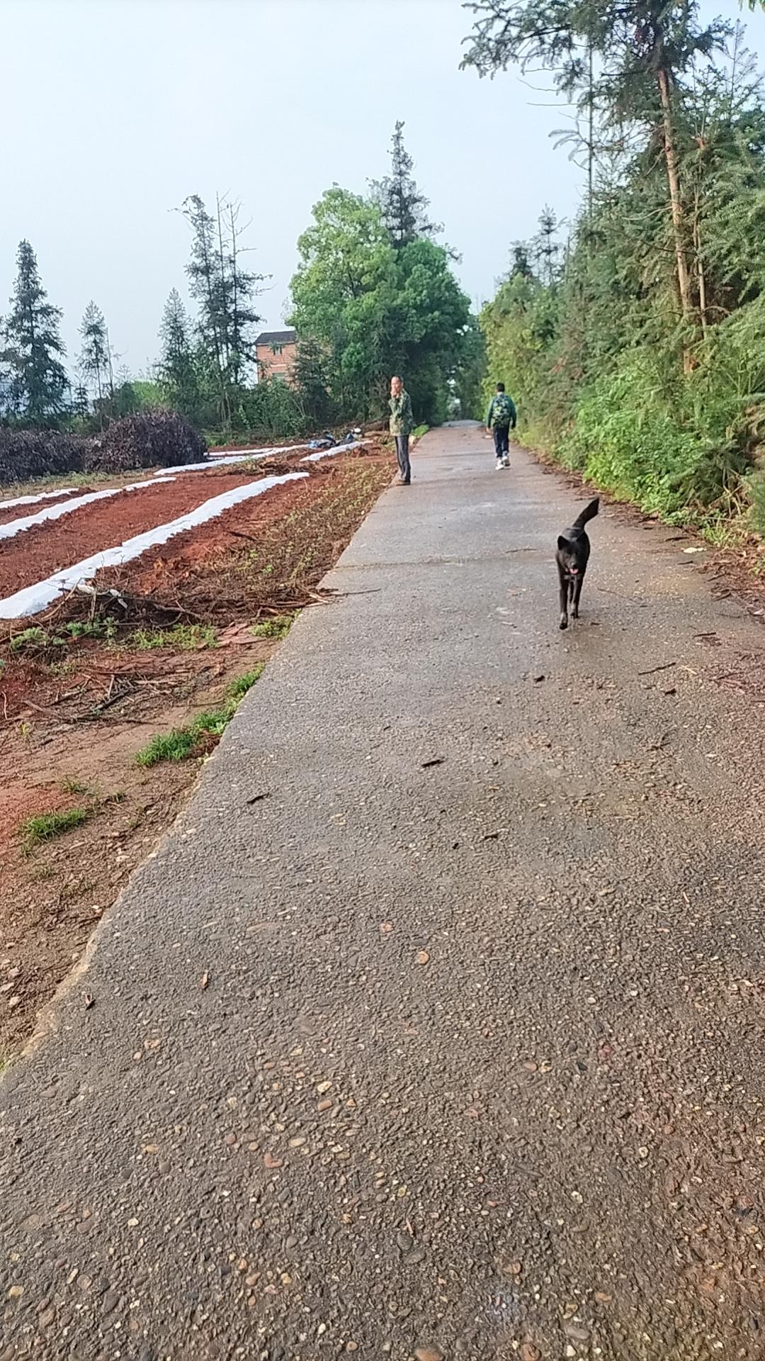 那一大片荒地是邻居种的，是他带头的， 他一个人开荒一大片，那块地就在他家门口。