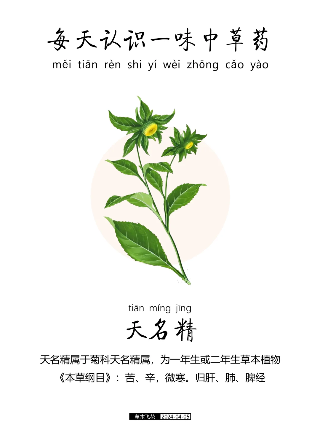 每天认识一味中草药-天名精☘️