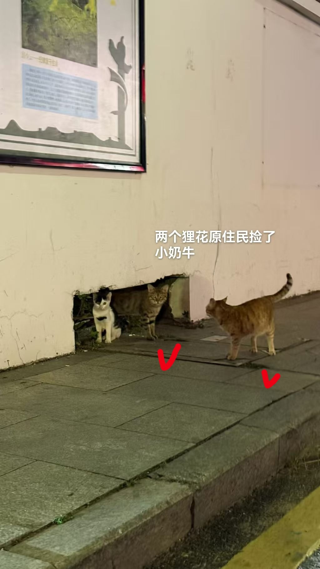 小奶牛终于从缝隙挤出来了。 ​​​