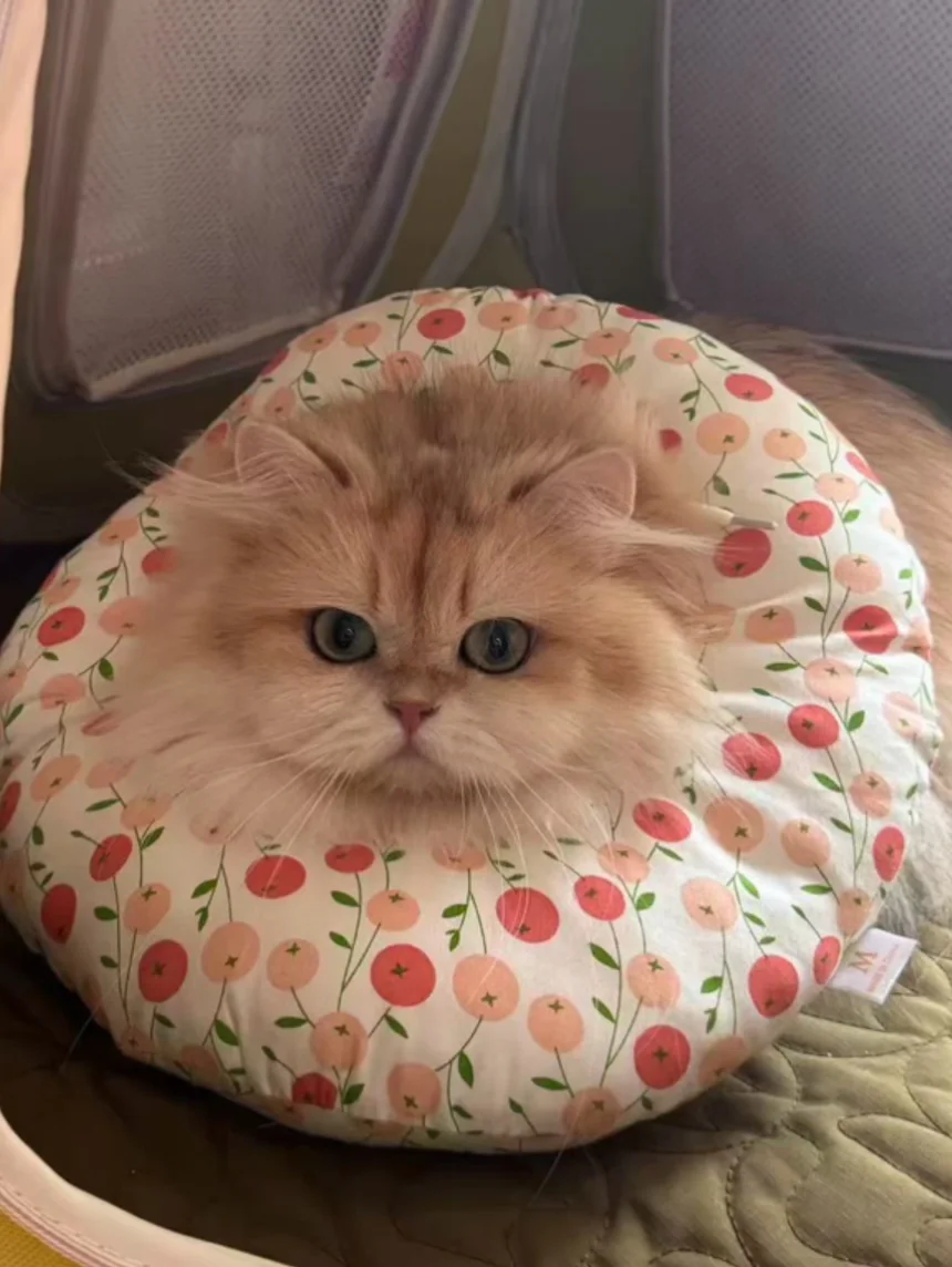 退役种猫小偿领养｜宁波