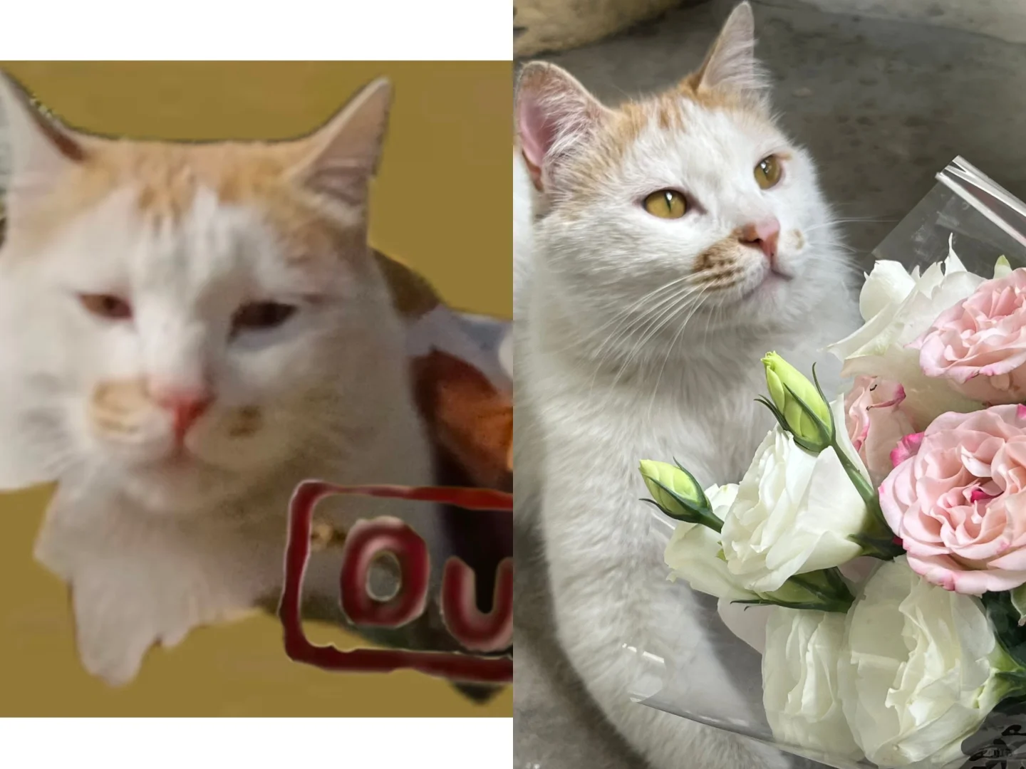 难道这就是猫大十八变！？