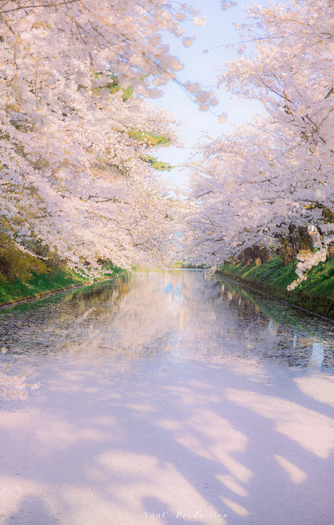 春江水暖鸭先知具像化了🌸🦆