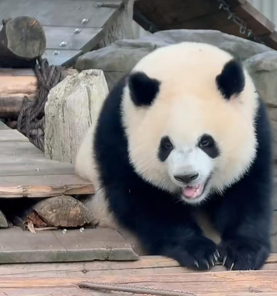 三妹太甜了
好可爱☺