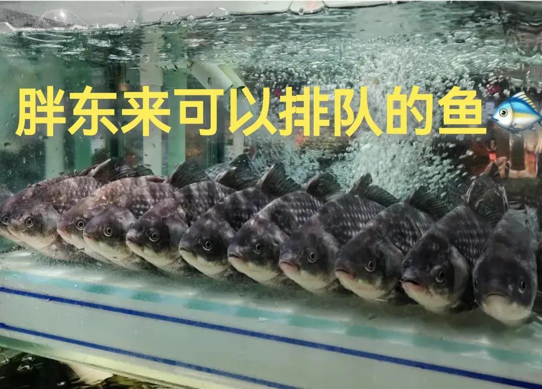 我也想买胖东来可以排队的鱼🐟！
然后问老板有没有？
老板说你是想买还是想看！
