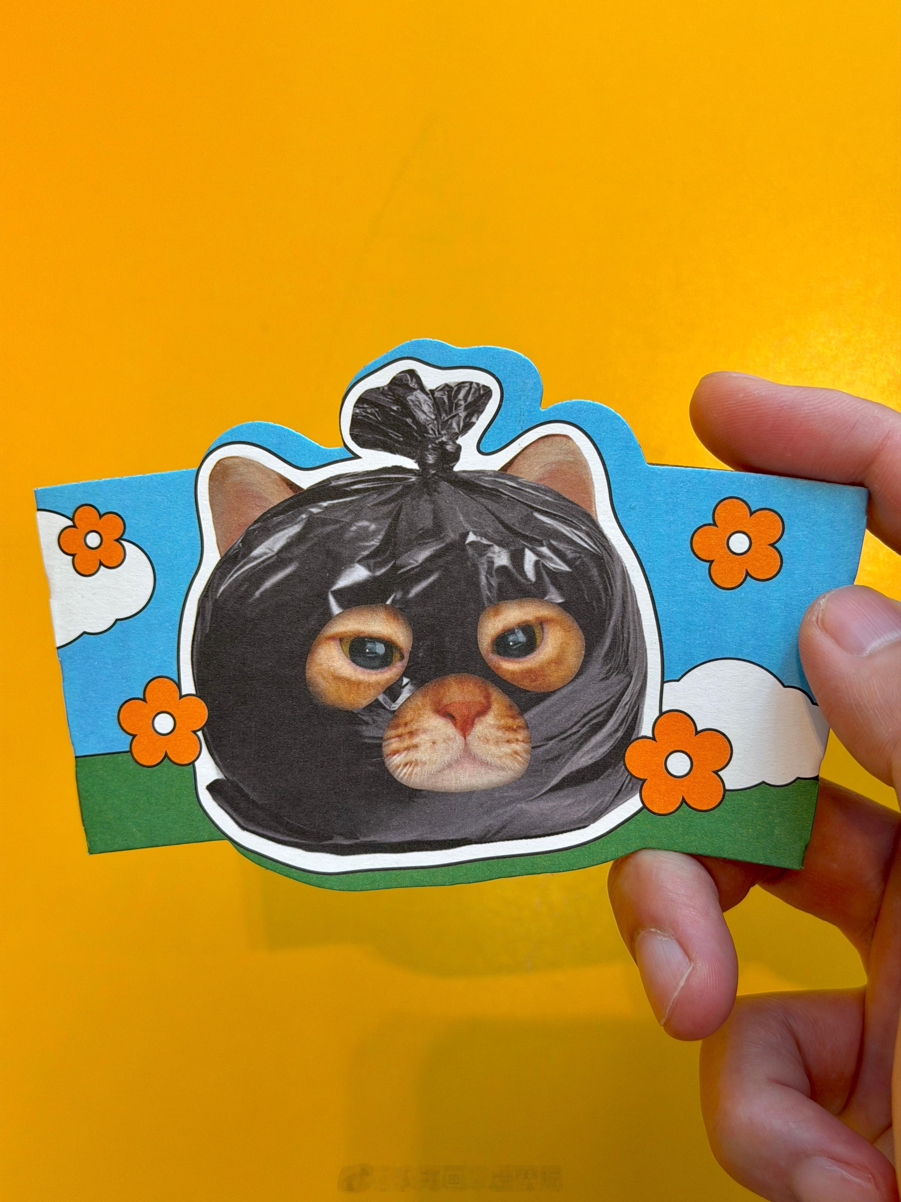 喵～哈哈😆小猫日常
