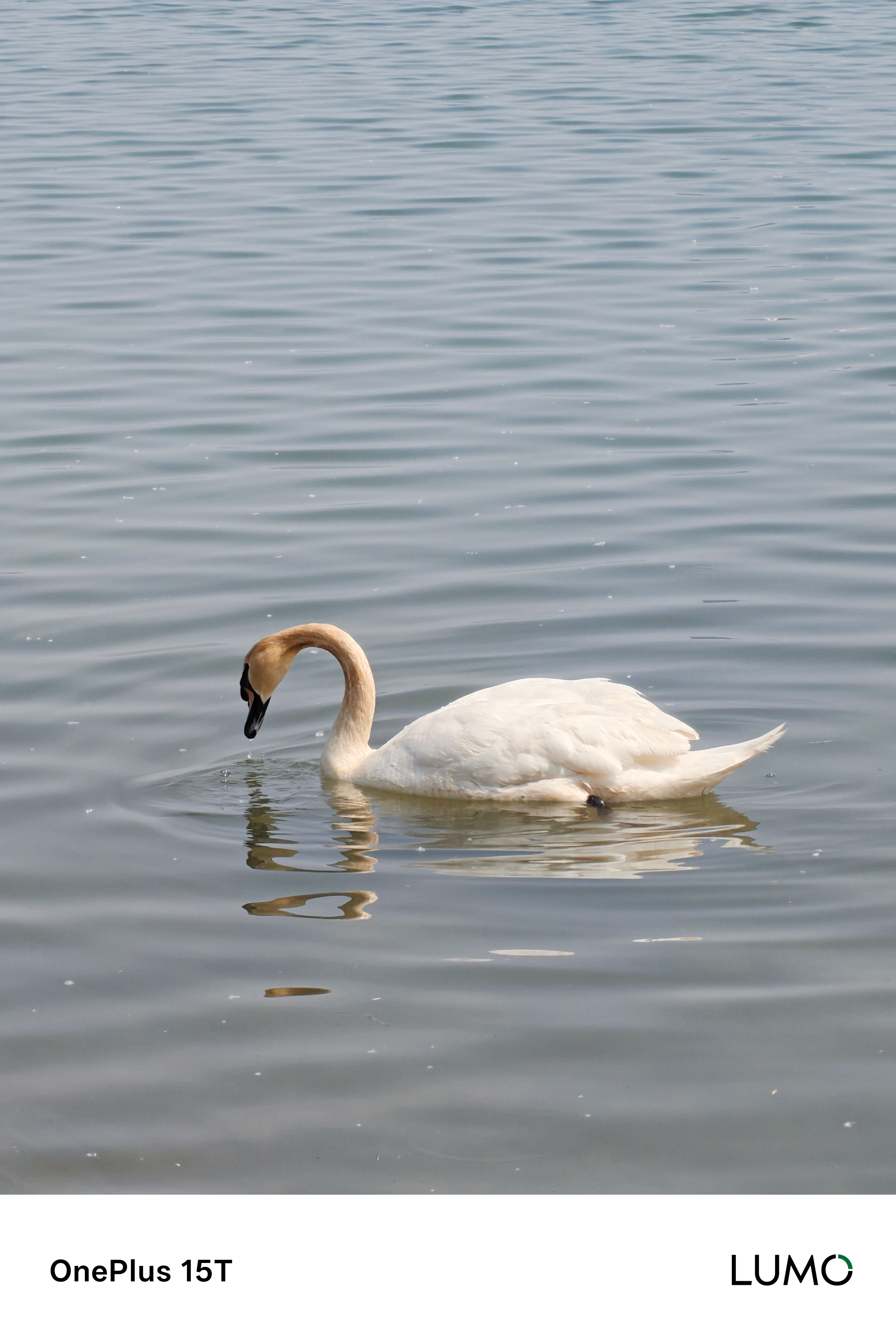 人，你的头怎么尖尖的？鹅，你的脖子怎么黄黄的？ 