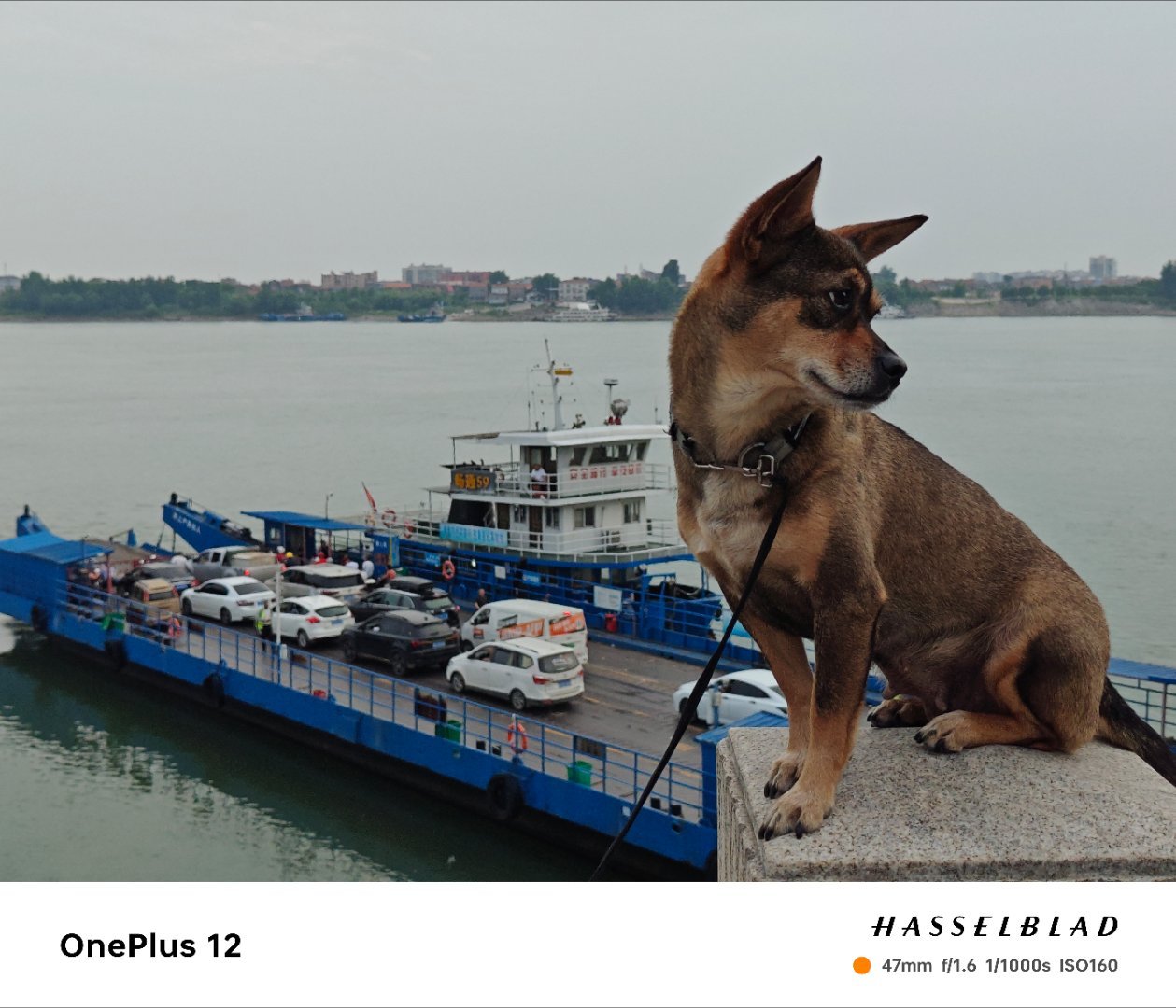 货船前的小狗背后是荆州长江的轮渡，前面是一个小狗站在柱子上，两个画面的对比还挺有
