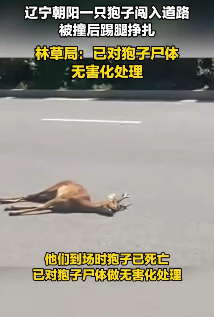 辽宁一地一只狍子闯入道路被撞死，林业草原局很快到场！据林业草原局回应，野生狍子是