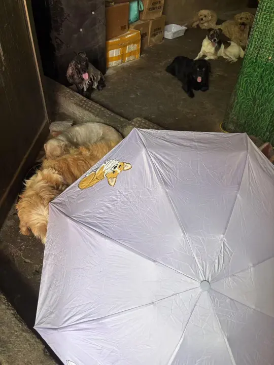 伞下，是他们的安稳狗生