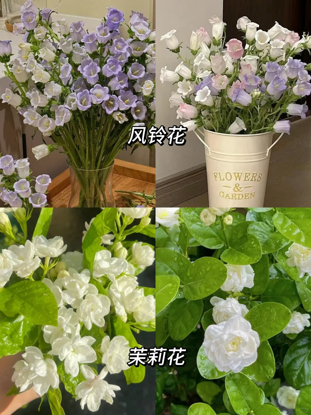 那些让人又爱又恨的花花