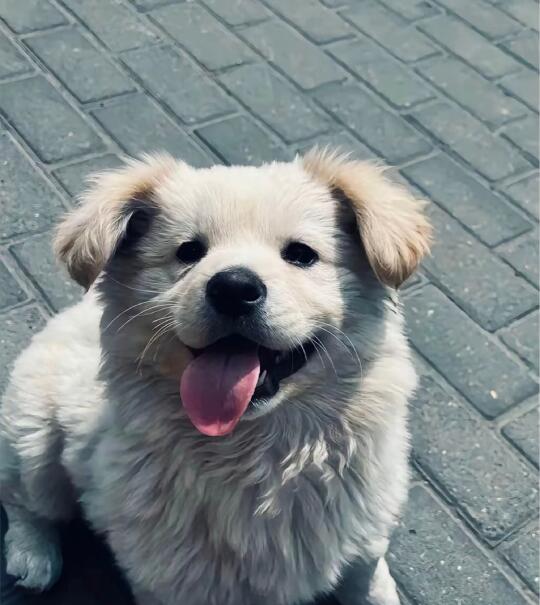 我的可爱小跟班