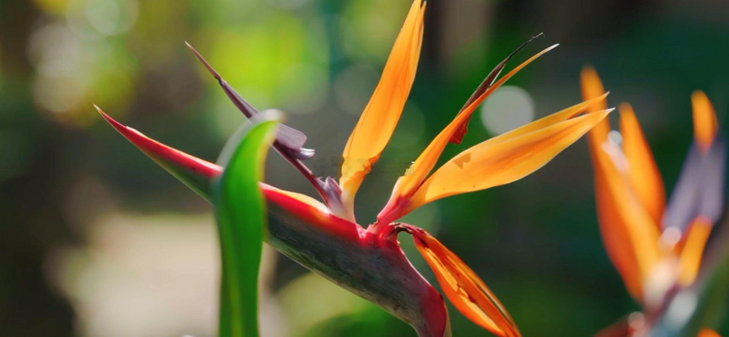 原来天堂鸟还会开花 被“天堂鸟”这个名字骗了好多年！原来它不是鸟，却是鸟类的空中