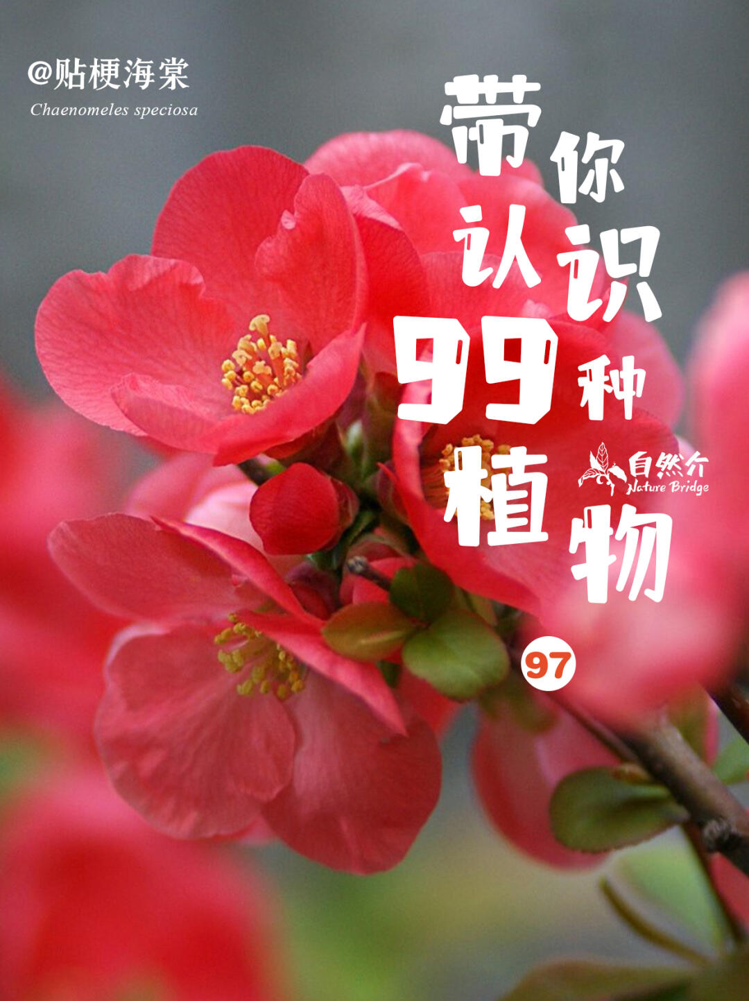 带你认识99种植物