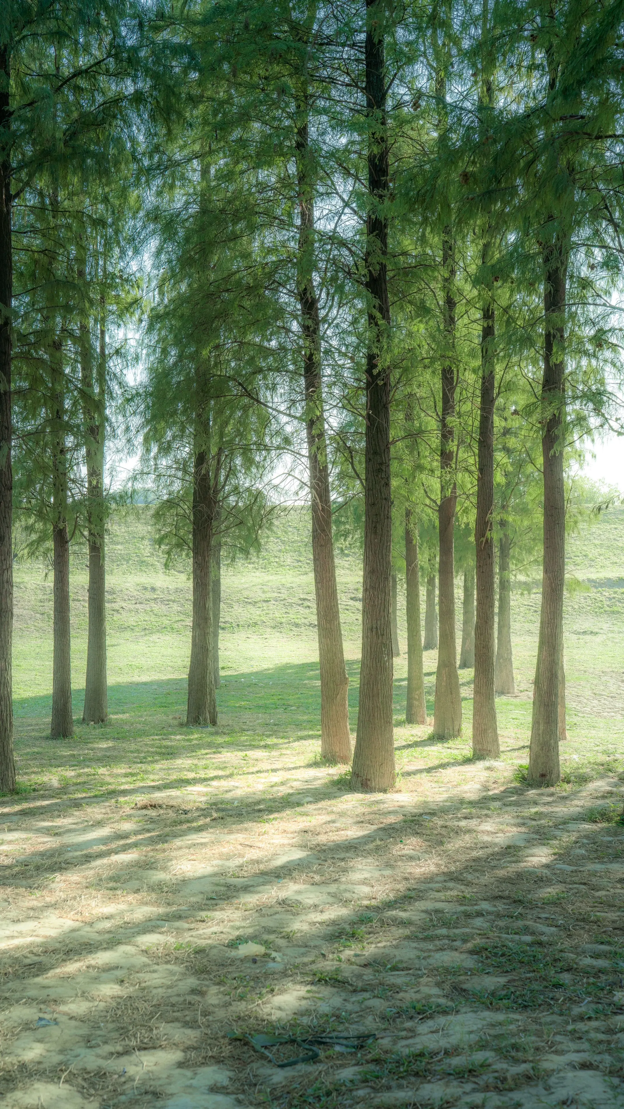 藏在佛山市区里的阿勒泰。