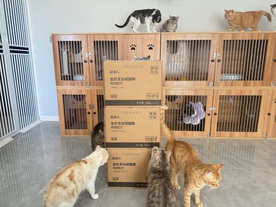 姐姐对猫咪们的关怀  总是如约而至