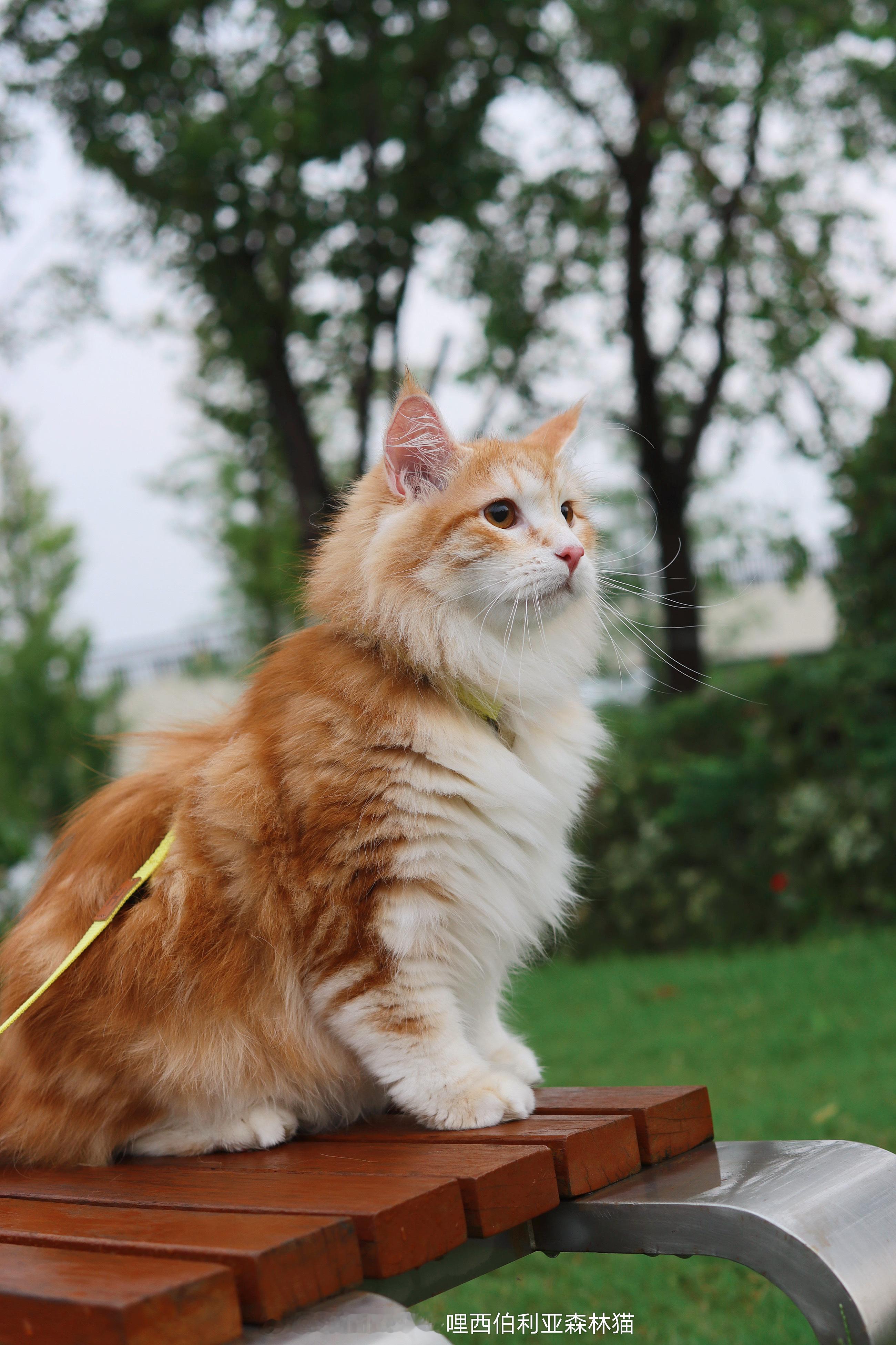 小米糖水铺 一岁生日快乐[蛋糕][蛋糕][蛋糕]（时间过的也太快了吧！感觉就像上