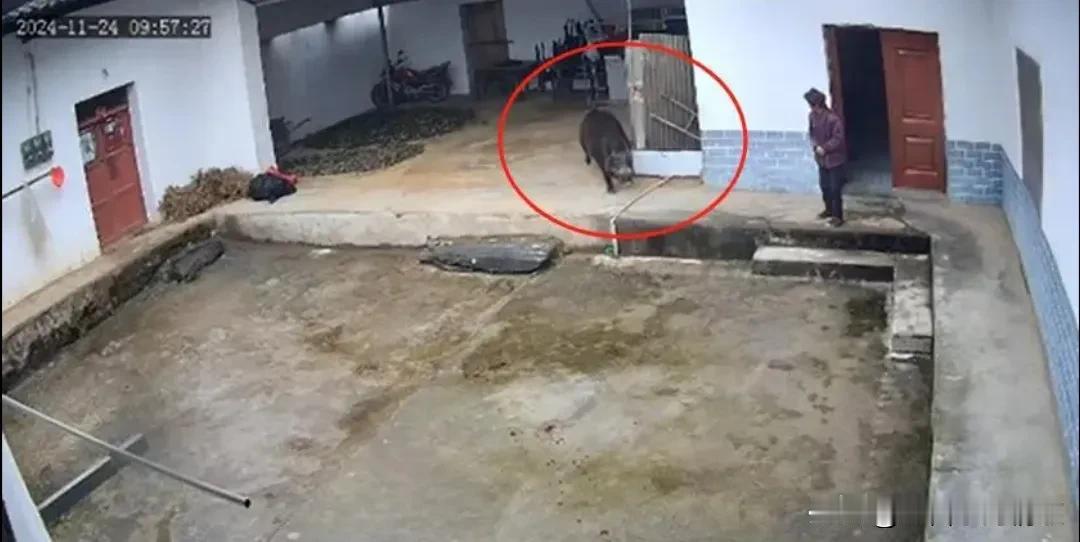 野猪实在是太凶猛了，竟然弄出人命，必须捕杀这只野猪。
11月24日，陕西岚皋县，