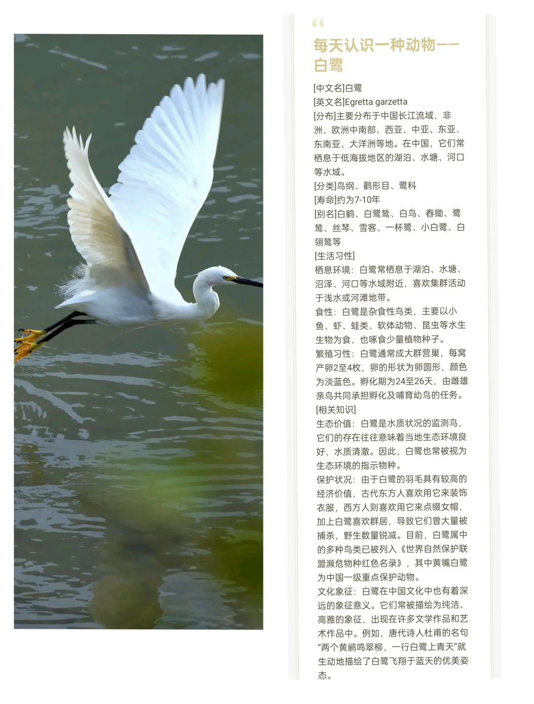 每天认识一种动物——白鹭