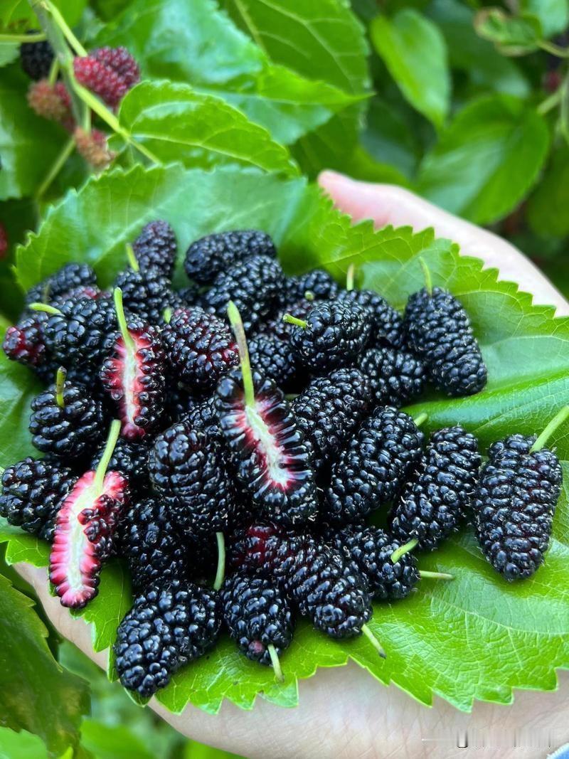 造物主真行，万物都是相生相克，相克相生！

1.当你吃榴莲上火，就煮榴莲皮水喝；