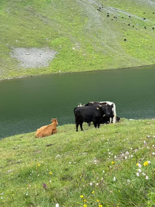 山里的牛牛们太可爱了～⛰️