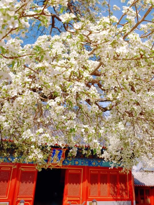 准备抢票❗️我不允许任何人错过梨花瀑，我会伤心的 	 大家好梨花寺庙本...