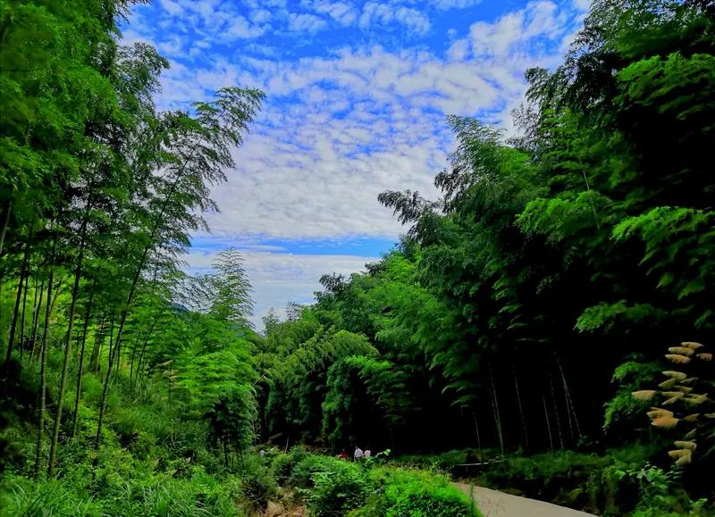 看到“风拂竹岭千枝翠”这个上联，意境超美，让我脑海里立马浮现出一幅画面：微风轻轻