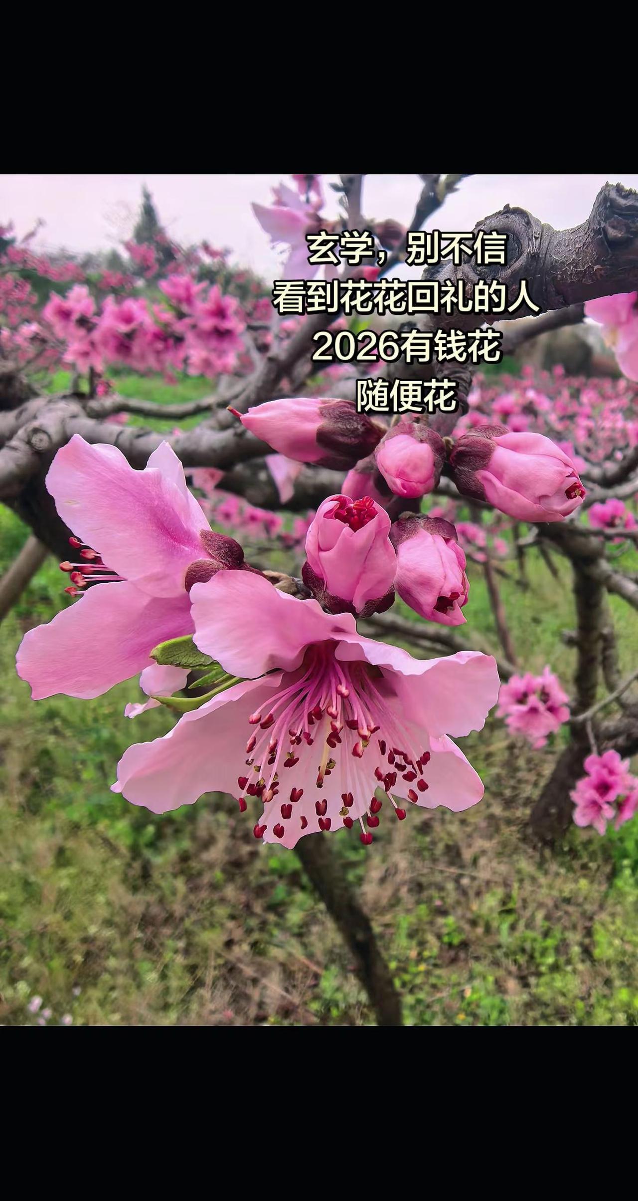 以花会友之——桃花。这是我最喜欢的一张桃花盛开的季节  鲜花绿植 桃花美景 此间