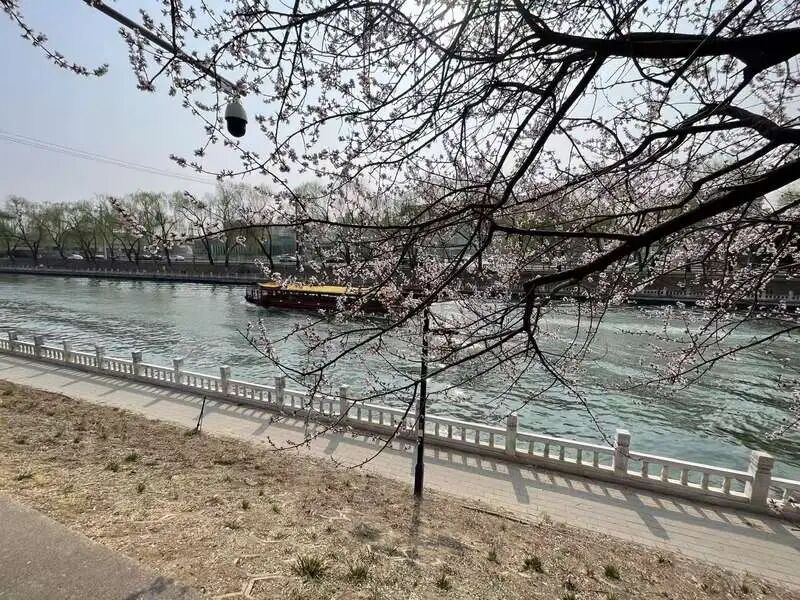 解锁北京地铁站“花”样打卡：出站似入园，邂逅满城春