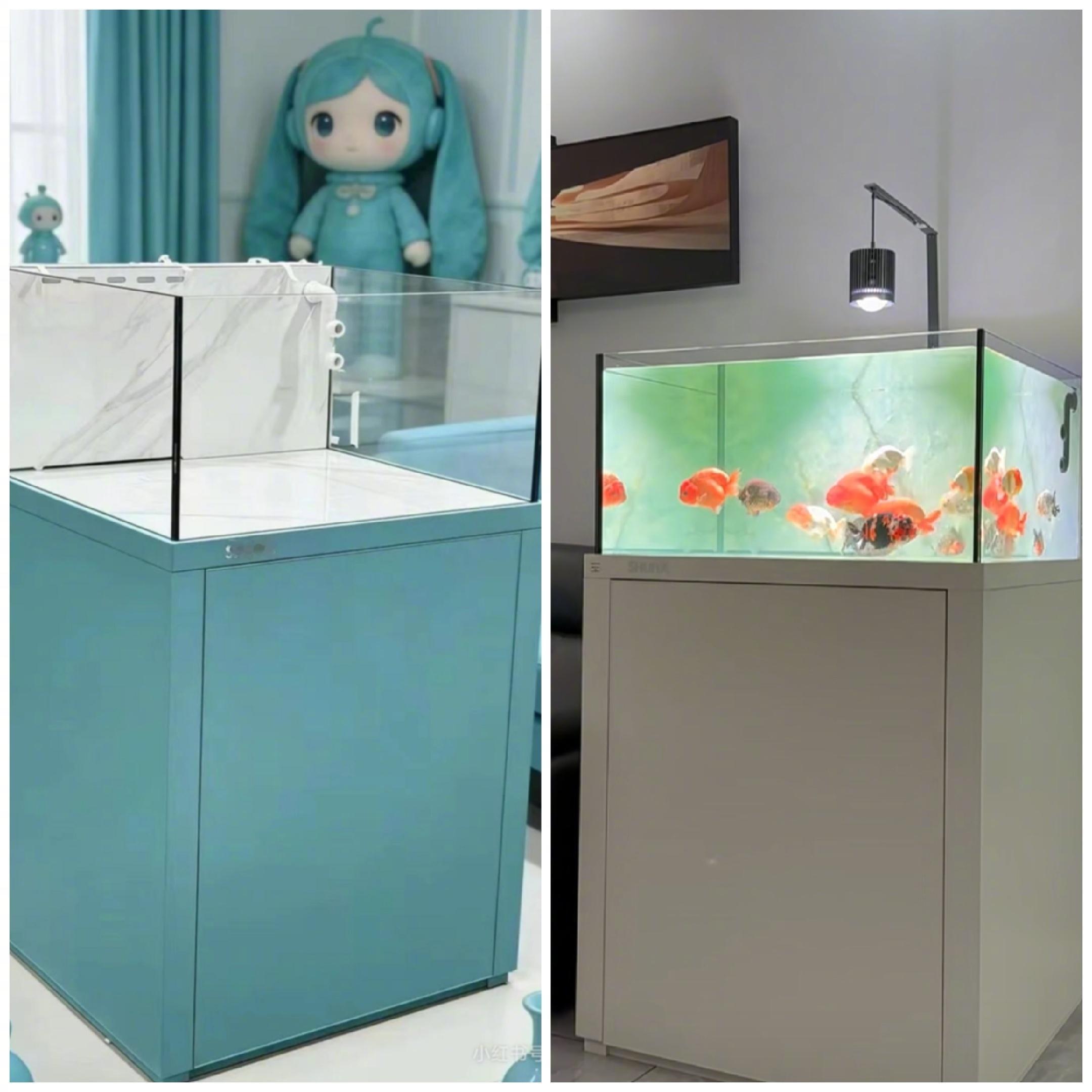 玩玩养鱼，发点心得本来挺高兴，被网友逼逼我简陋、不认真、不懂激起了我的斗志～～首