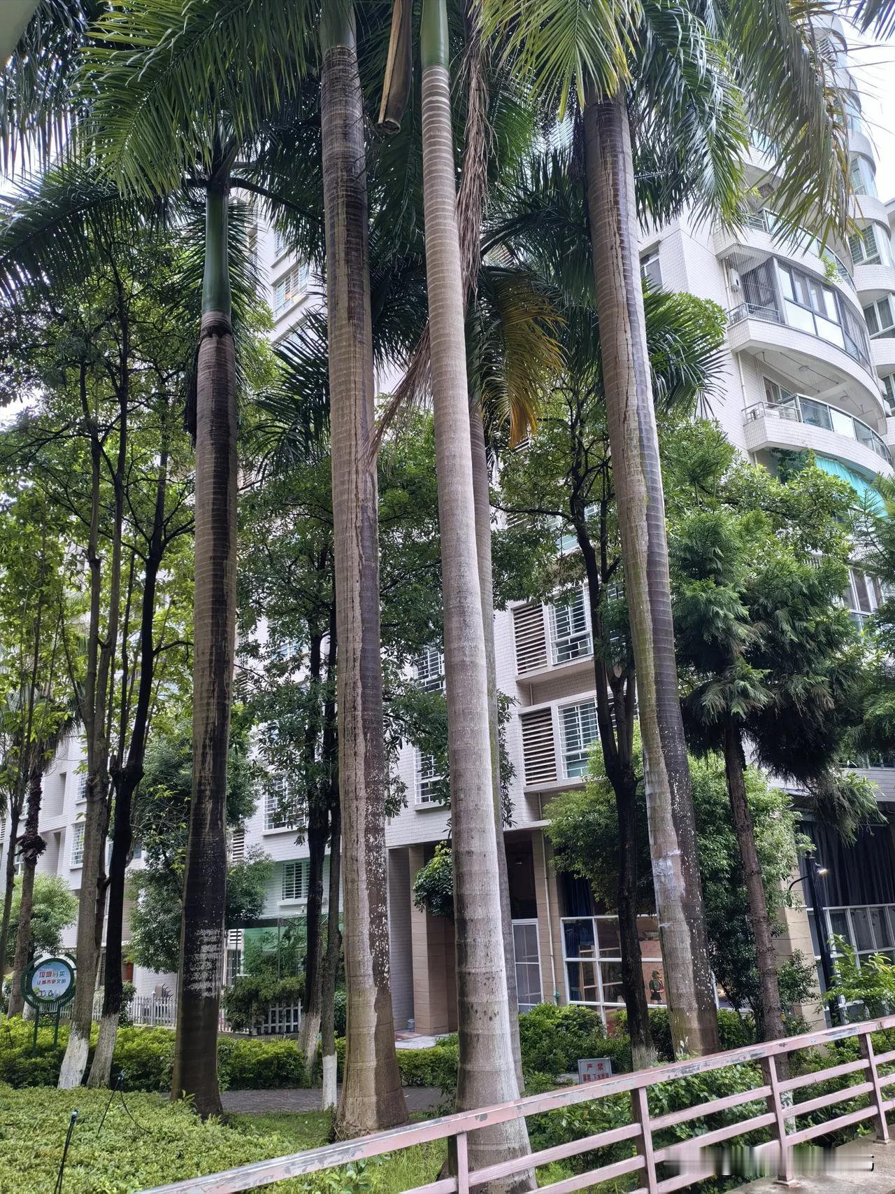 门前稻梁麦浪