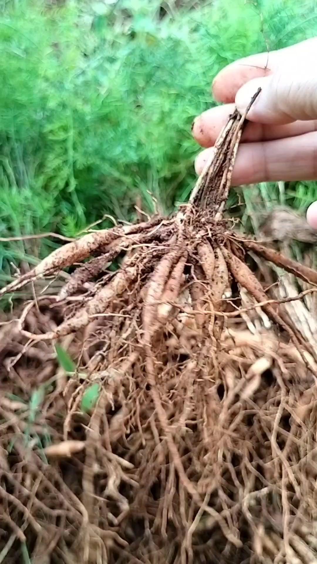 请注意看，它就是出了名的好药材，叫火把草。
✨特征：
1️⃣火一烧就会像放鞭炮一