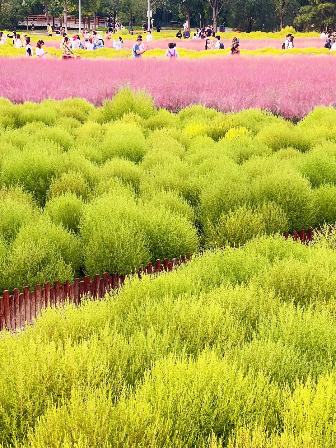 一条路线打卡奥森粉黛地肤草梅花鹿