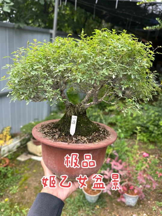 极品原生姬乙女