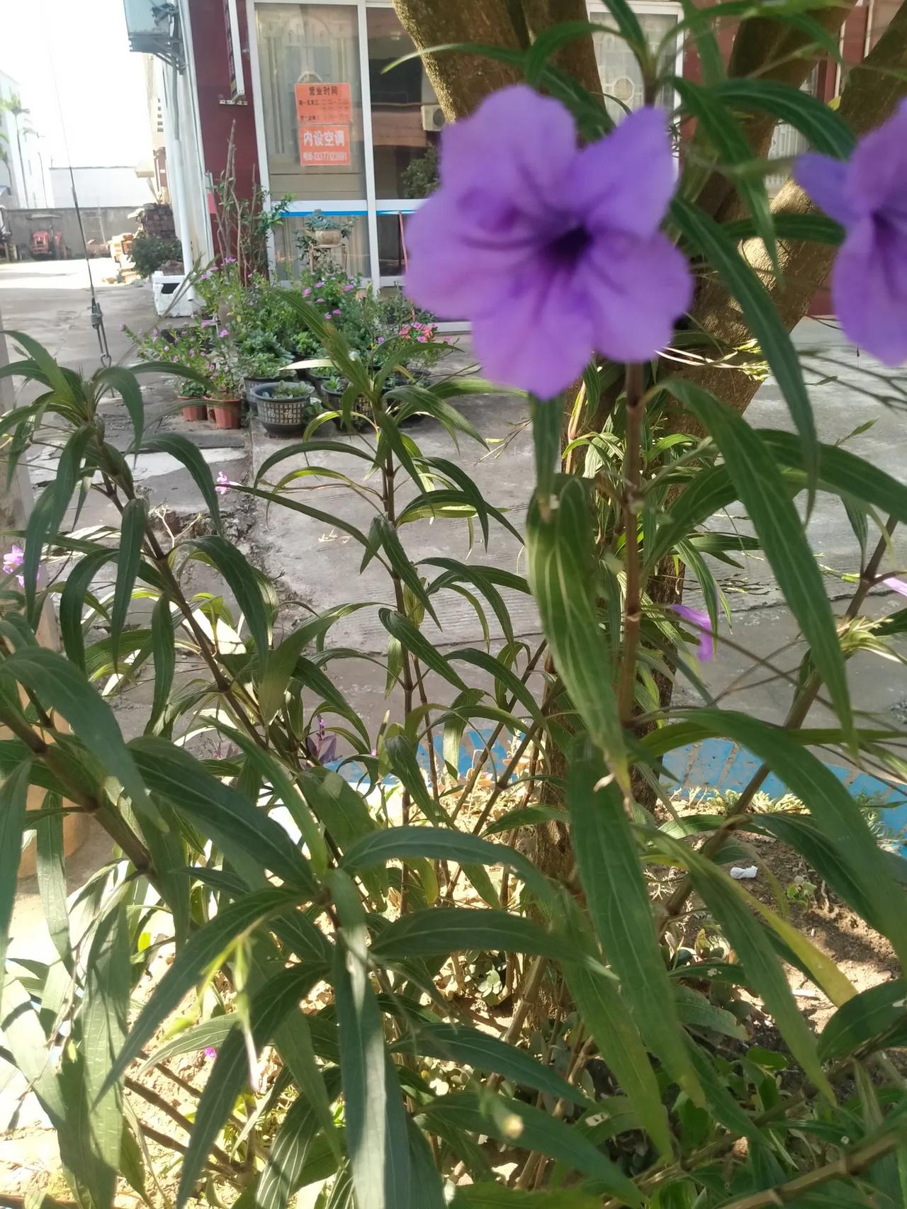 #那些好看的花花草草#在这个世界上， 大自然是最能抚慰心灵的， 欣赏着这些绚烂的