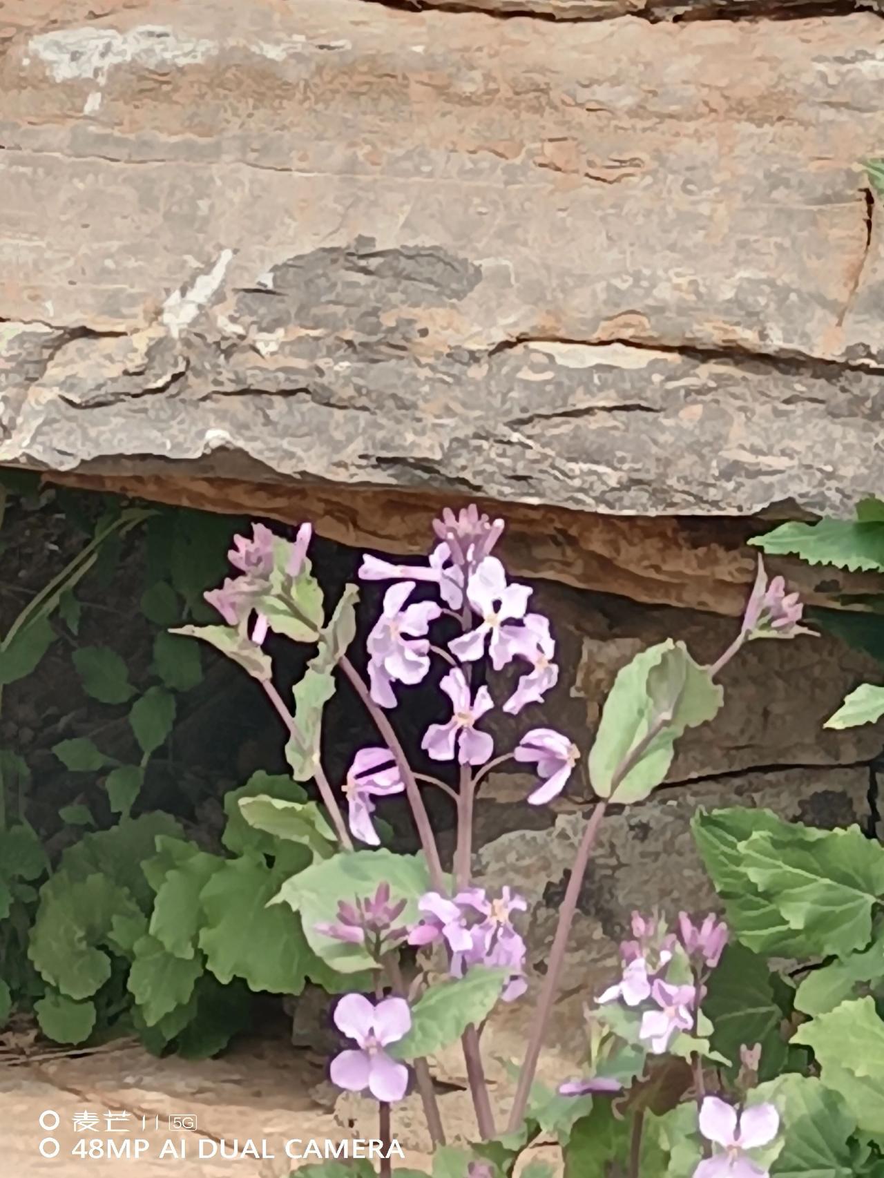 原创谁知道这是什么 你能叫出它的名字吗 晒晒你拍的花 用一张照片证明你是花友
