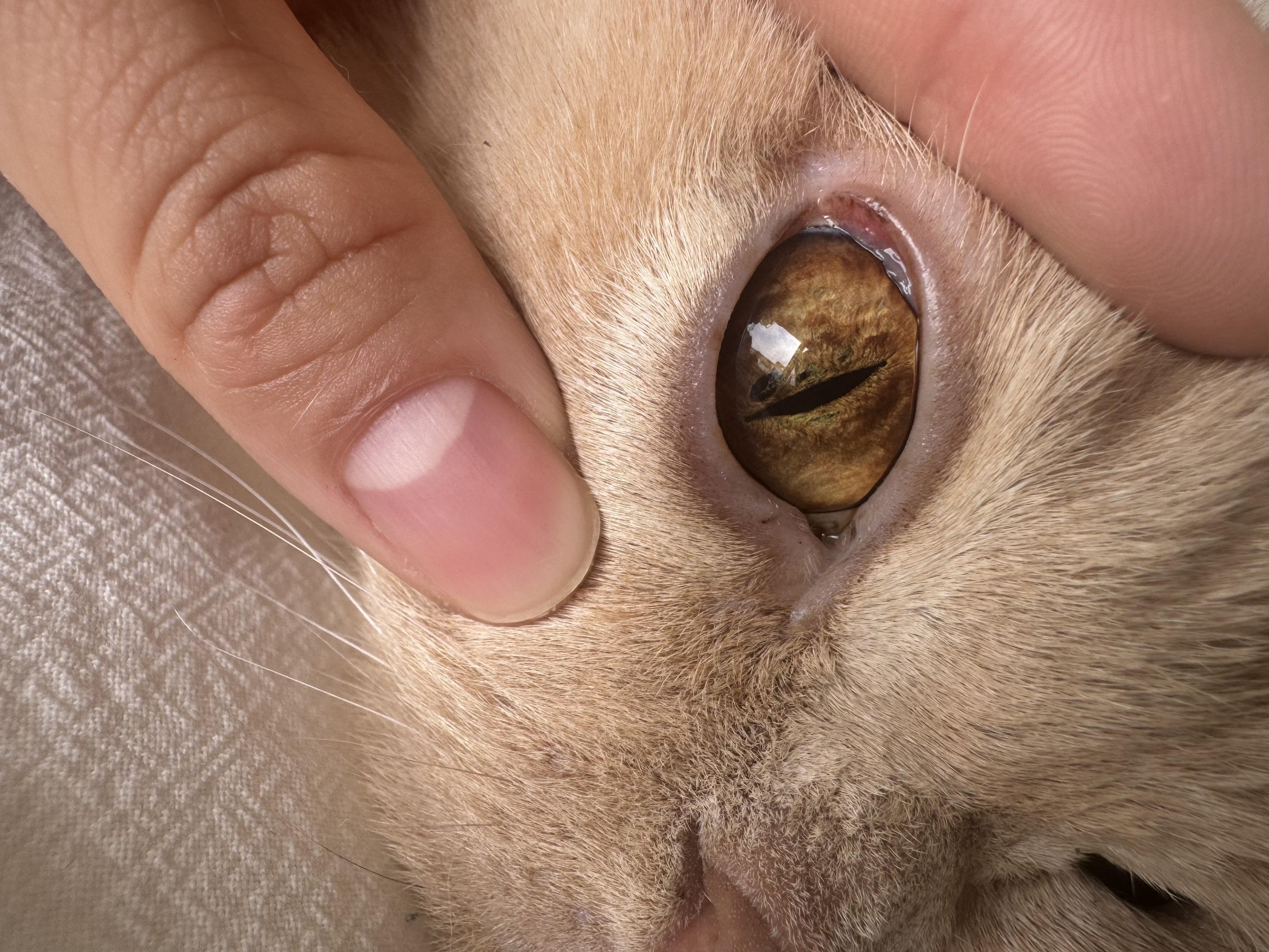 求助贴 瓶盖眼睛旁边有个小黑点，并且整个眼球有深色斑块。 其实很久以前...