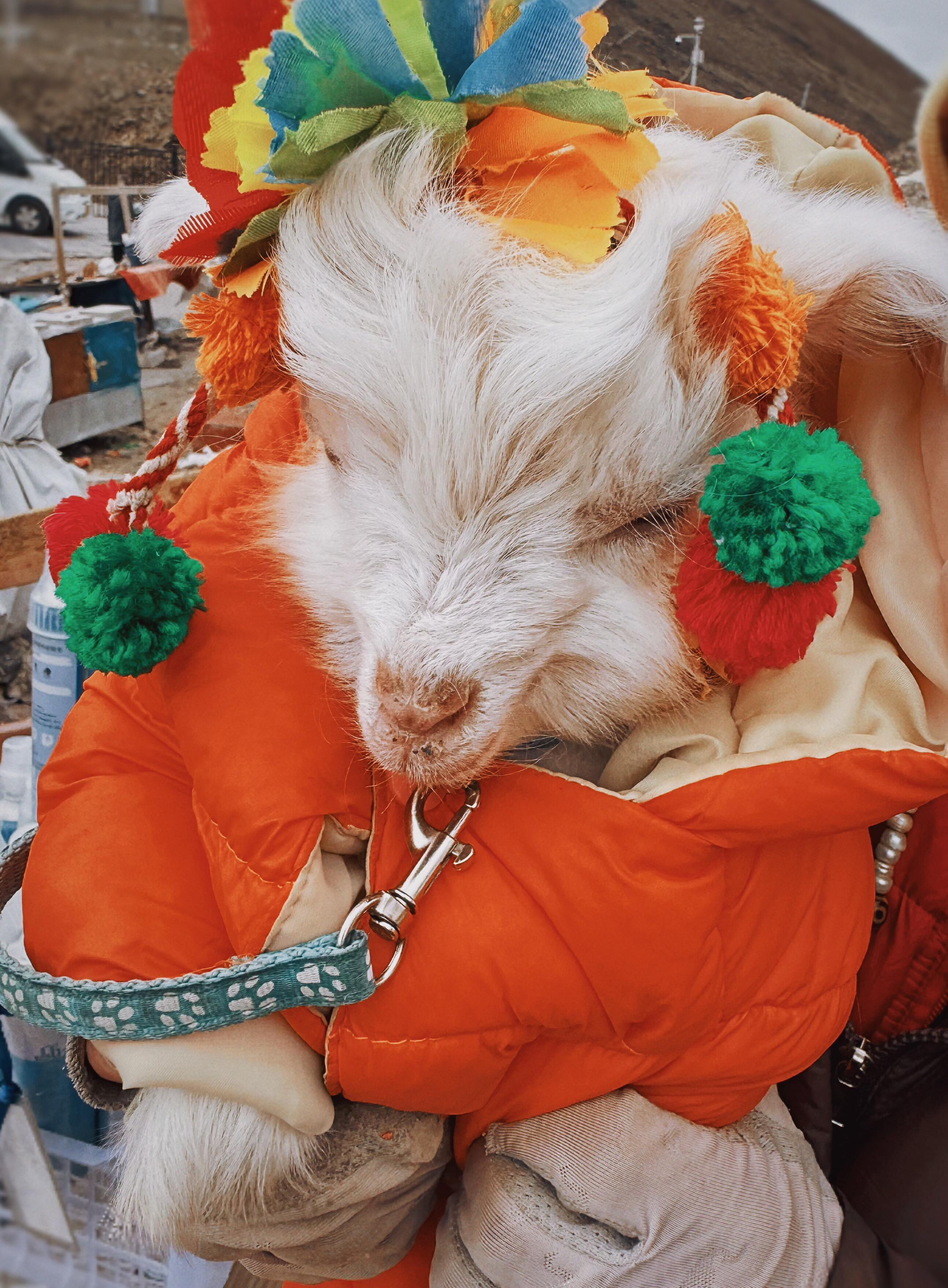 我属🐏，李沁抱🐏≈李沁抱我✌🏻（这个羊看起来好乖啊） 
