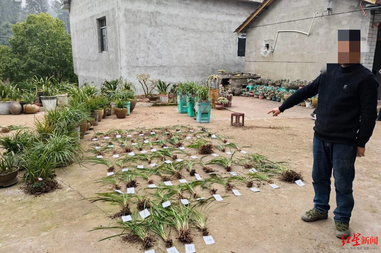 男子采挖2534株野生兰花并发布视频售卖,涉嫌危害国家重点保护植物罪被采取刑事强制措施
