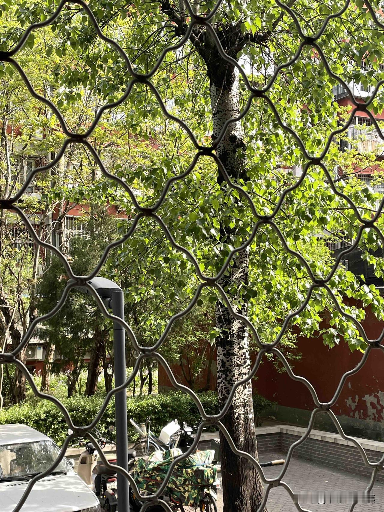 o清晨拉开窗帘，澄澈天光漫入房间，便知今日是难得的好天气。推开窗，清冽的风裹挟着