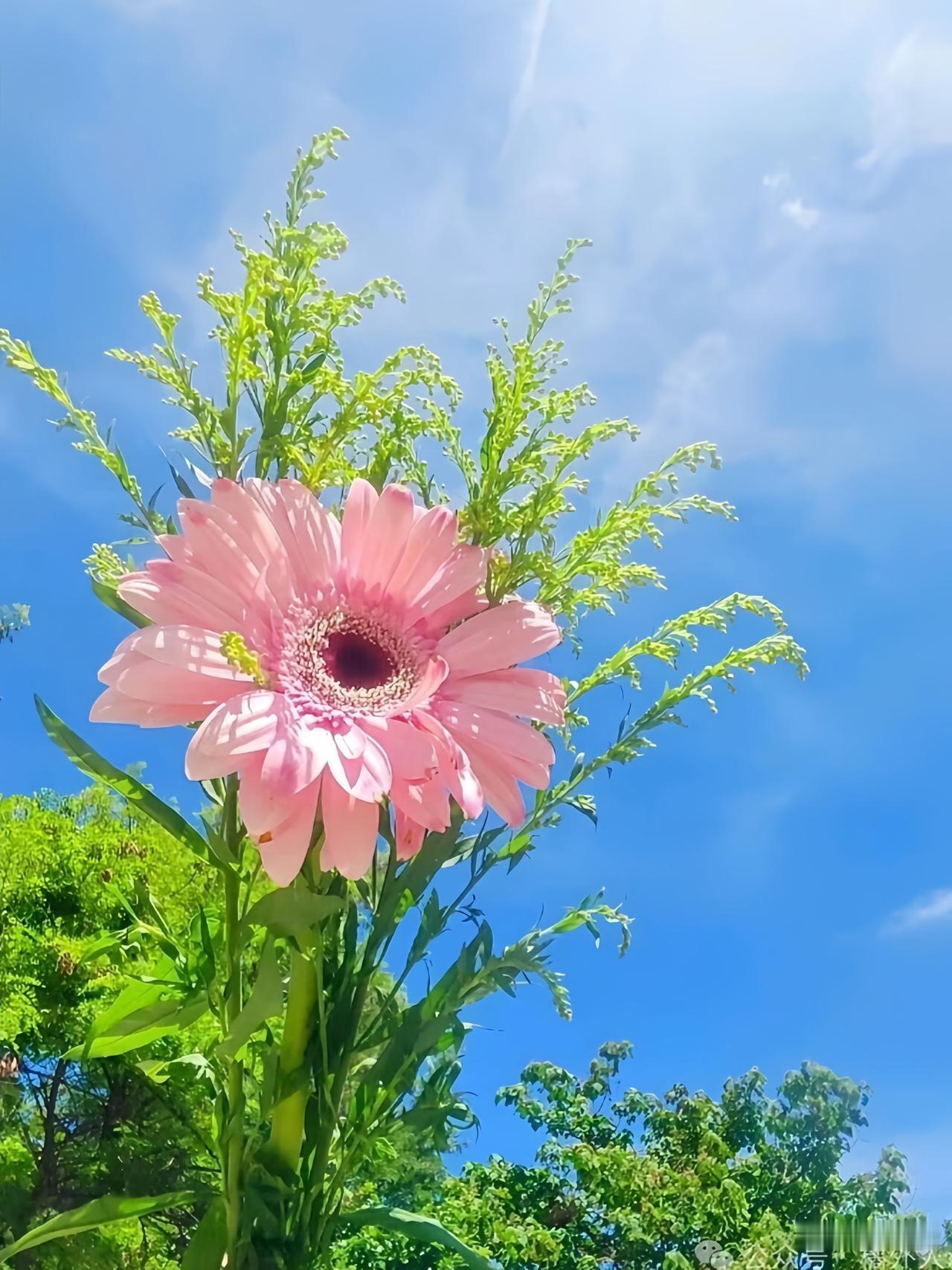 人这一辈子
有人说：
不必抱怨出身，
野菜长在乡下菜地，
只能是野草，
进城进了