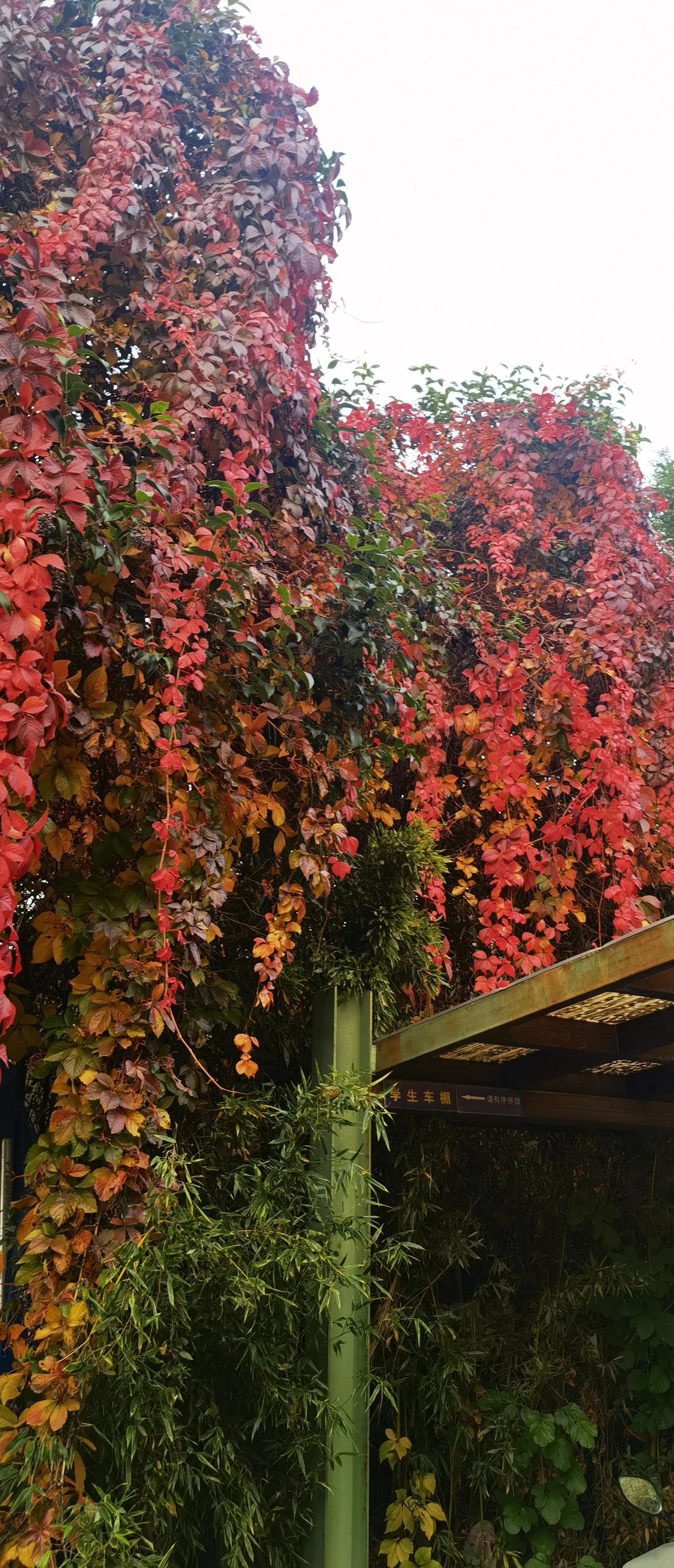 #分享一张你最近随手拍的照片吧#