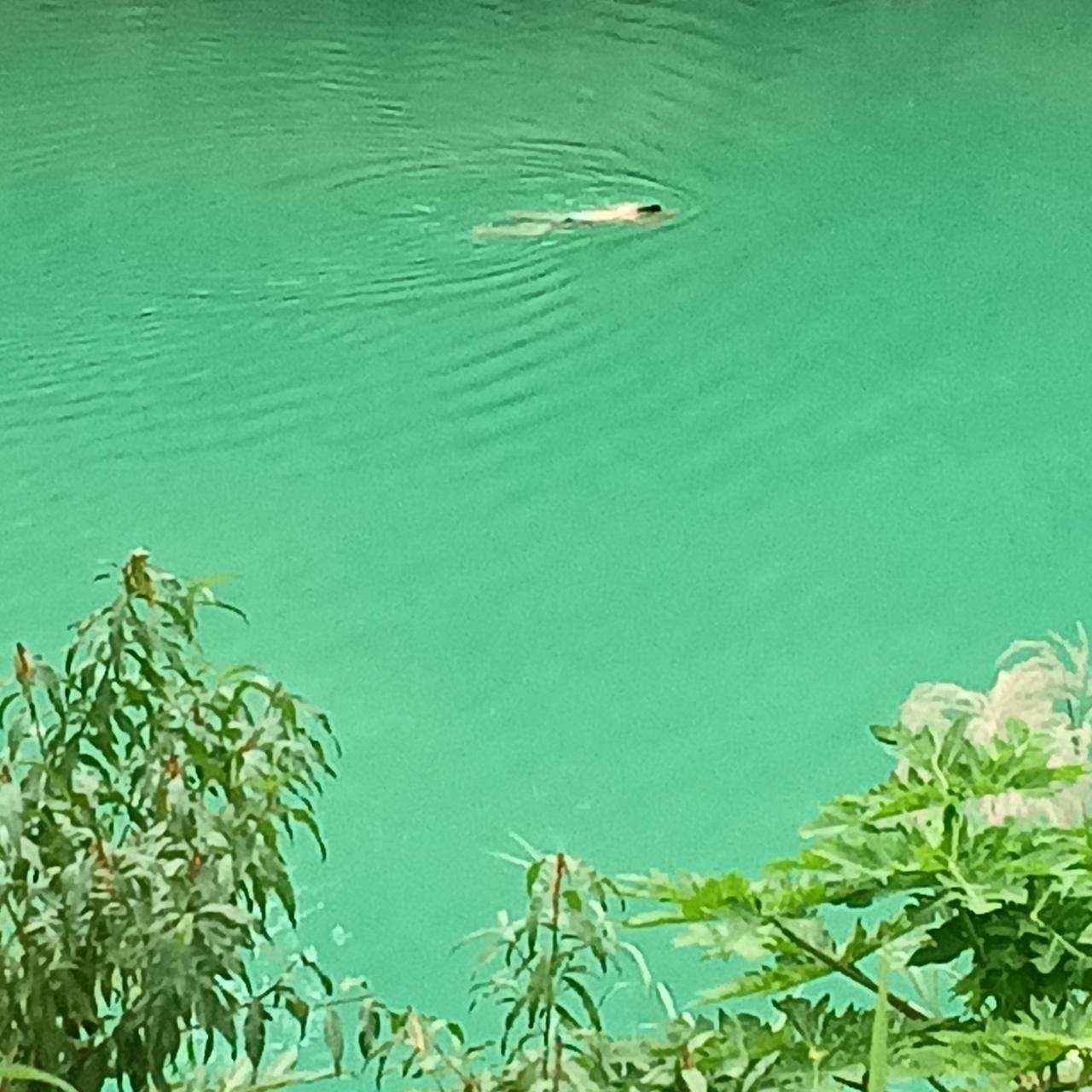 对广西巴马百魔屯域内
盘阳河中游泳是否安全？

今天是我来到广西巴马避寒康养的第