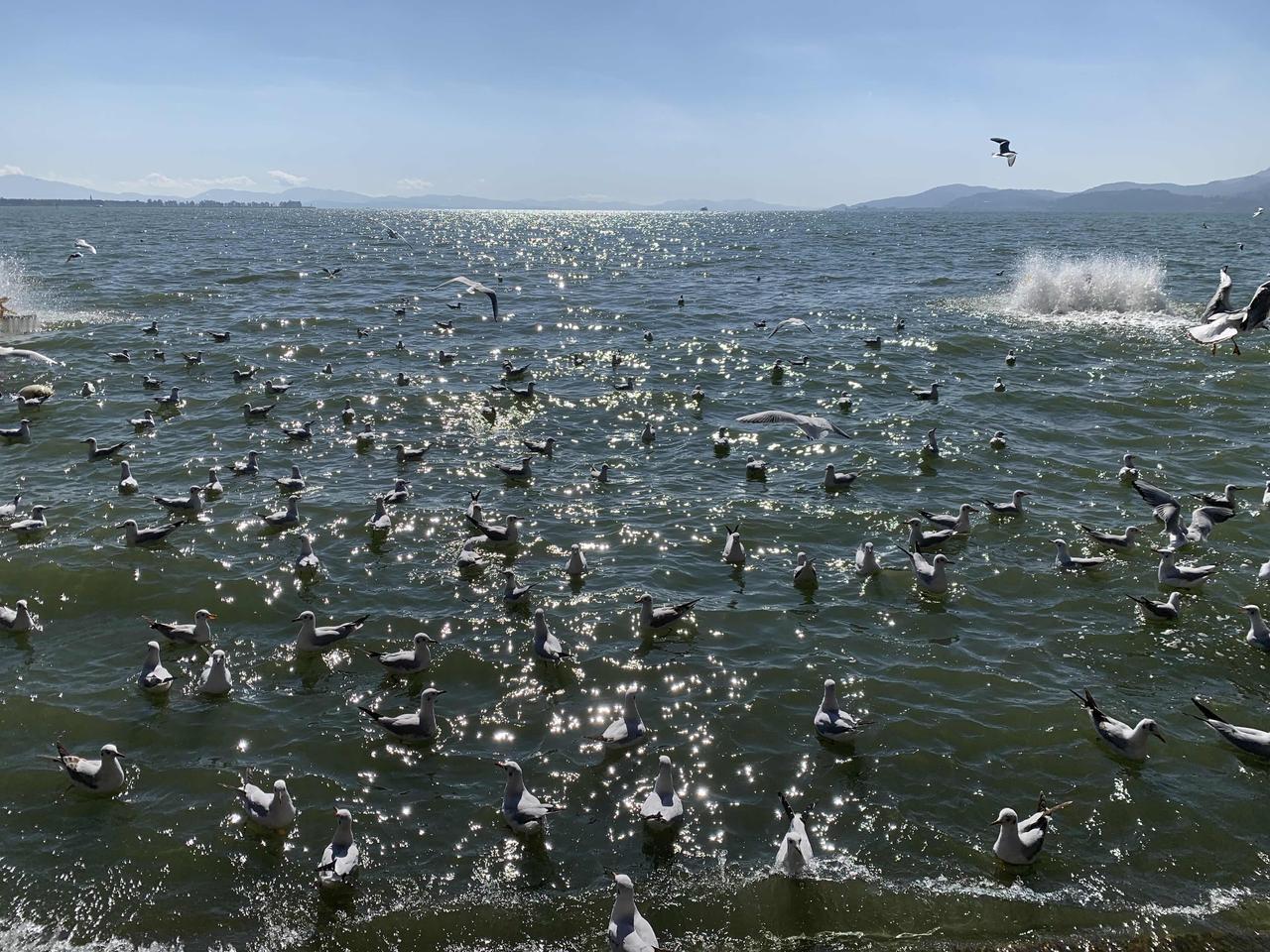 太喜欢滇池，太喜欢昆明，2026年再去吧！