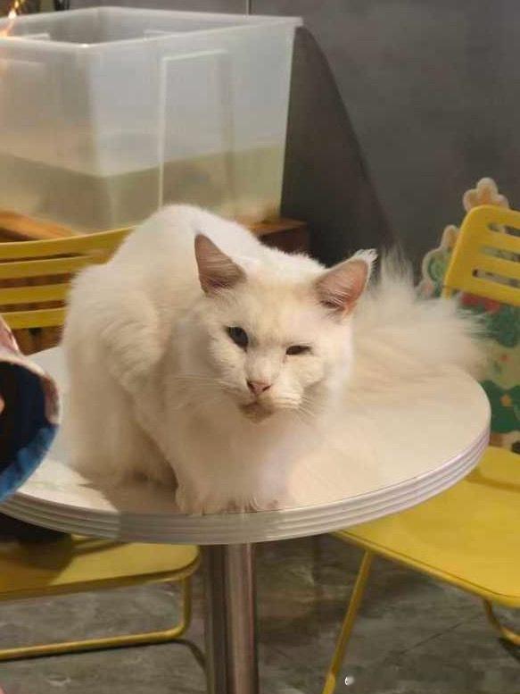 49360【丑猫】猫咖见到的大力王 