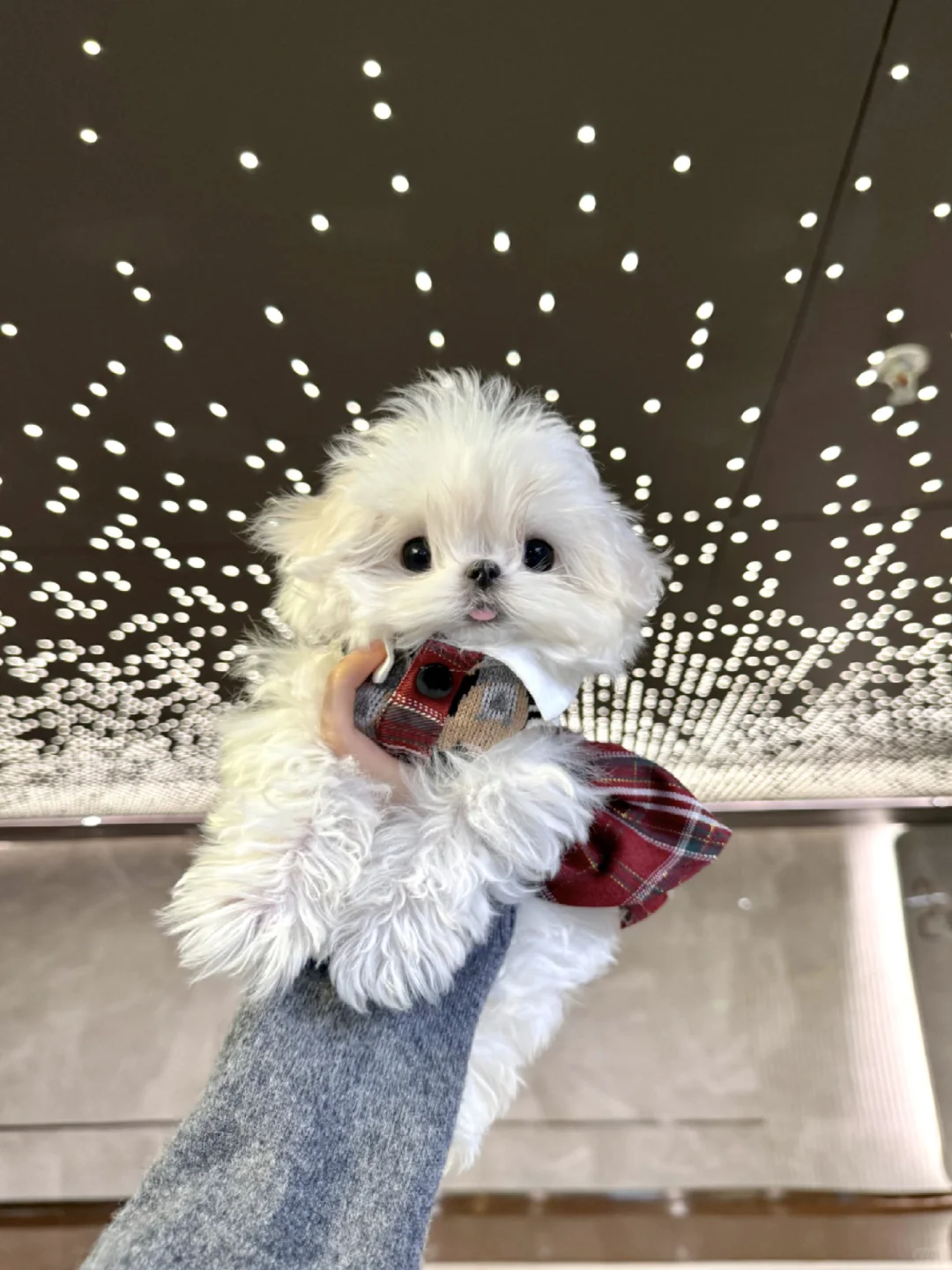 她好甜呀！星空下的小狗🐶