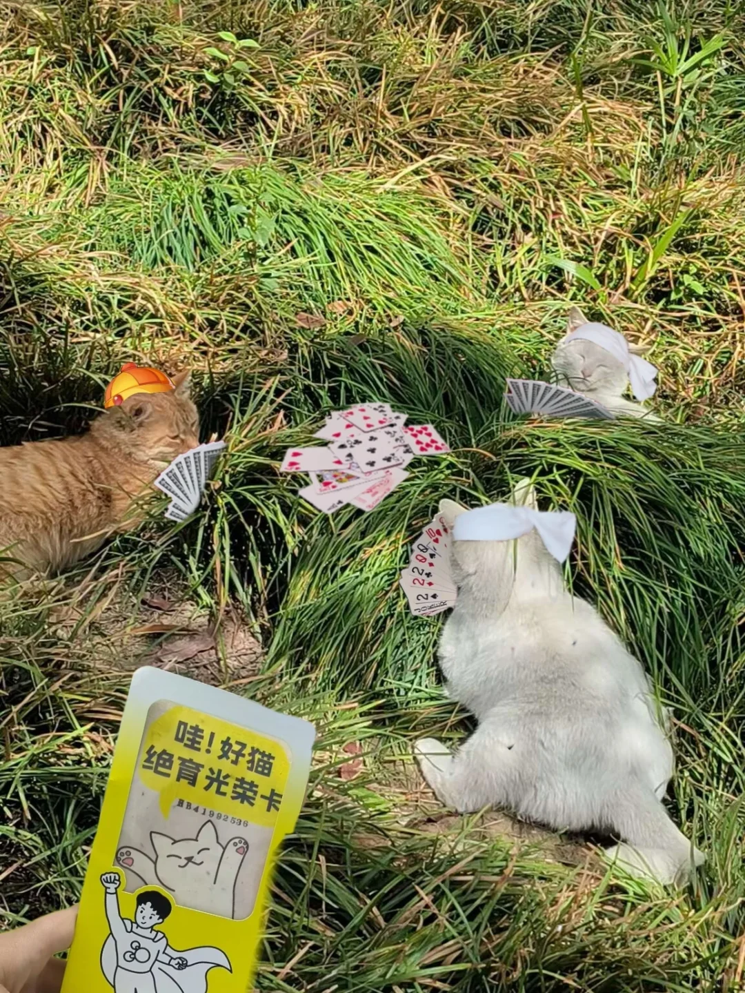 听说斗地主输了是要被嘎蛋的