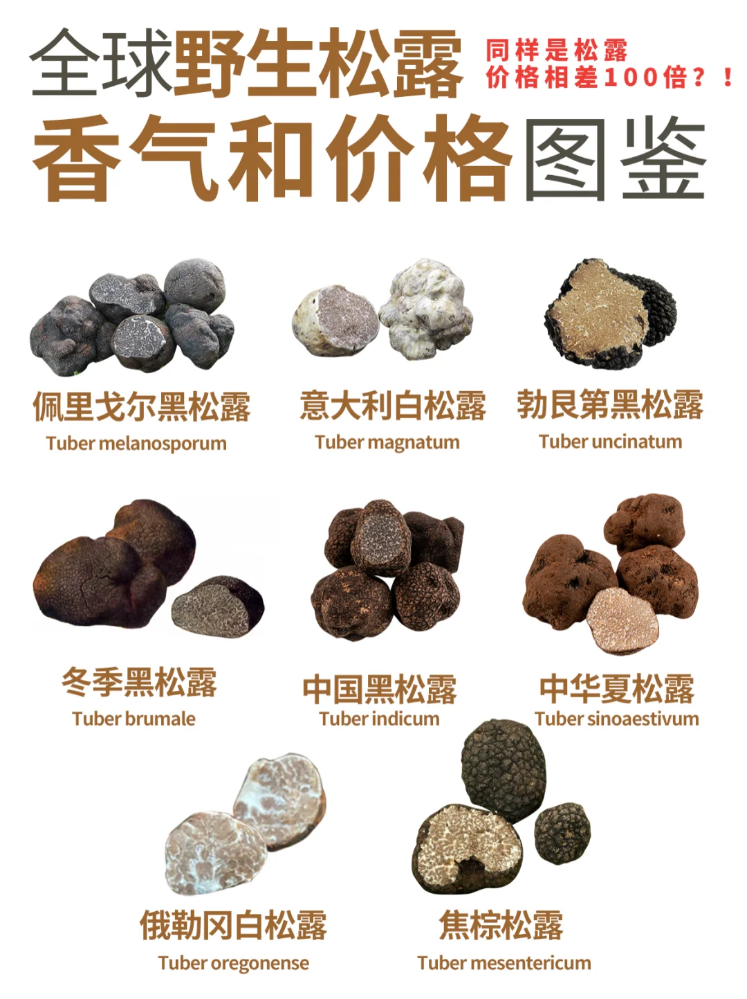 全球野生松露，香气和价格图鉴