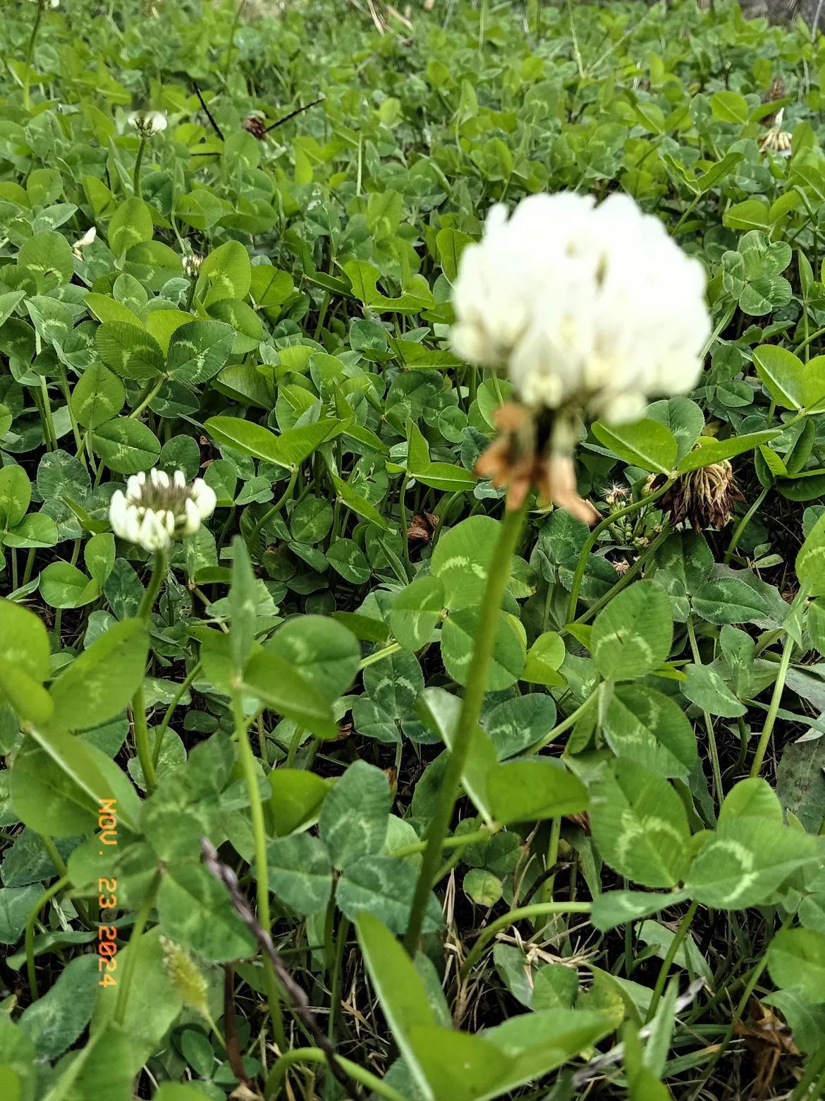 妙笔生花，文采斐然，情感细腻至极，感人至深，必须点赞支持！[赞][赞][赞][玫