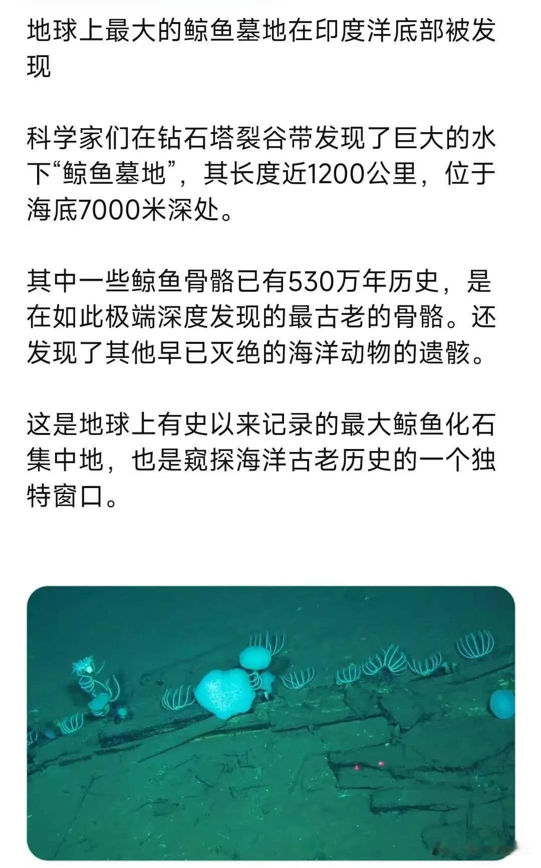 地球上最大的鲸鱼墓地在印度洋底部被发现，科学家们在钻石塔裂谷带发现了巨大的水下“