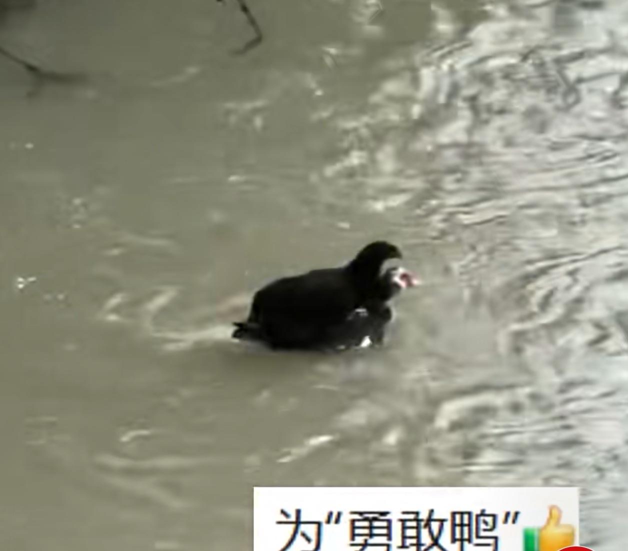 鸭子洪水中“摆渡”救鸡，网友泪目：小学课文诚不欺我！

暴雨侵袭，洪水肆虐。当一